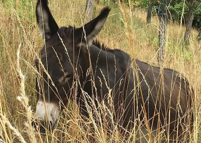 Perché Dans Les Montagnes Du Mont-saint-michel